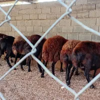 گوسفند ابستن سنگین|حیوانات مزرعه|نکا, |دیوار