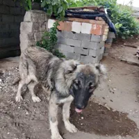 سگ سرابی