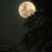 زمین فروشی /۹۰ متری/فاز 2 بلوار بهارستان نیلوفر 3