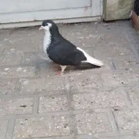 دوعدد کفتر ساده نر و ماده فنچ گلدین نر