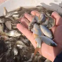 بچه ماهی کپور  با ضریب رشد دو برابر