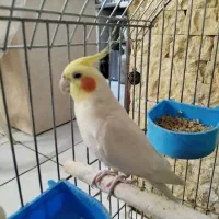 عروس هلندی نر با قفس طوطی عروس هلندی لوتینو