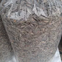 تخمه اقتصادی عمده