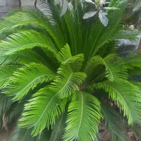 فروش گل سیکاس سالم و شاداب|گل و گیاه طبیعی|آمل, |دیوار