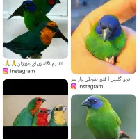 فنچ طوطی وار سر آبی