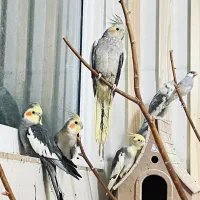 فروس عروس هلندی