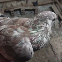 کبوتر پرشی|پرنده|قرچک, داوود آباد|دیوار