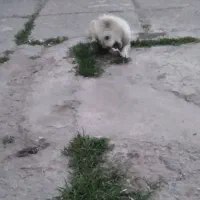 سگ پشمالو کوچلو فروشی