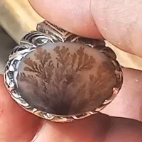 شجر بسیار خاص و نادر کلکسیونی،فیروزه نیشابور دامله