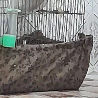 عروس هلندی فروش بدون قفس