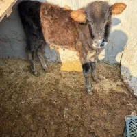 گاو نر|حیوانات مزرعه|کرخه, |دیوار