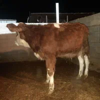 گوساله ماده