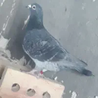کبوتر دوبر سه تا