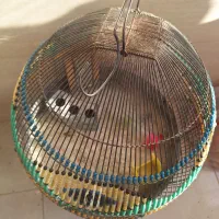 قفس سهره خاکی (طرقه)|لوازم جانبی حیوانات|شیراز, شهرک فرزانگان|دیوار