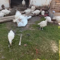 بوقلمون بیوتی سیکس مخصوص پراوری برای تولید گوشت