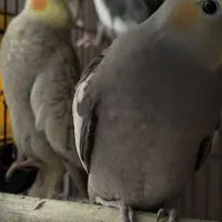 عروس هلندی.عروس هلندی نر و ماده جوجه عروس|پرنده|قم, پردیسان|دیوار