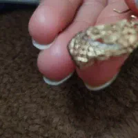 گوشواره گمشده