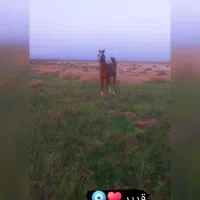 نریان سواری دار|اسب و تجهیزات اسبسواری|دیلم, |دیوار