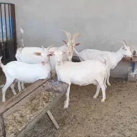 ۳ بز سانن ۱ نر بز|حیوانات مزرعه|شیراز, درکی|دیوار