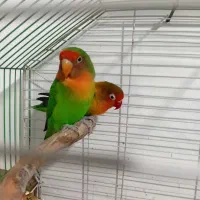 یک جفت کوتوله
