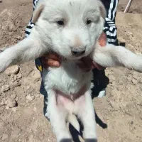 ۴ملیون