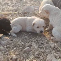 ۲ عدد شاه توله ماده سرابی|سگ|اسلامآباد غرب, |دیوار