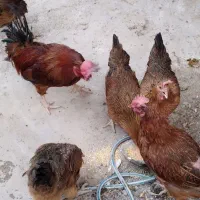 خروس محلی|حیوانات مزرعه|کرمانشاه, |دیوار