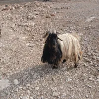 یک راس بعده تخمی ب فروش میرسد|حیوانات مزرعه|ایذه, |دیوار