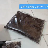 فروش حلزون آلبینو خانگی بالغ مولد سوپر مولد بزرگ|خزنده|شیراز, شریف‌آباد|دیوار