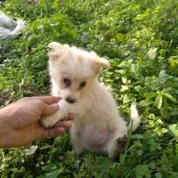 سگ پاکوتاه شیتزو اشپیتز پامریین|سگ|رودسر, |دیوار