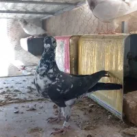 کفتر بزک سینه سفید و پلاکی الماسی سینه فر