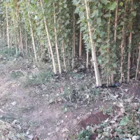 نهال دوساله صنوبر