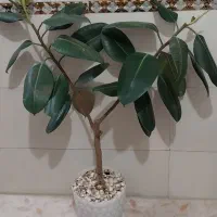 گل طبیعی