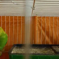 دو عدد مرغ عشق نر سالم با قفس|پرنده|مشهد, هفت تیر (آب و برق)|دیوار