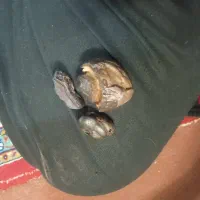 این چیه کی میدونه|کلکسیون اشیاء عتیقه|فولادشهر, A2|دیوار