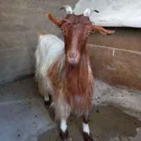 بز جوان با بزغاله نر بزرگ