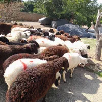 گوسفند خوش طعمعشایری وکوهی زنده کم چربی