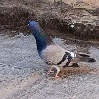 کفتر ماده کلایور دو رگ