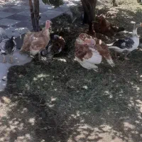 چهارعددگازچهارعددبوقلمون نر ویک عدد خروس برهما