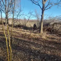 باسلام خریدارگردو سیب صنوبروغیر۰۰۰|خدمات باغبانی و درختکاری|نهاوند, |دیوار