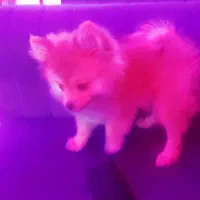 واگذاری پامر خرسی عروسکی اصیل|سگ|تهران, علم و صنعت|دیوار