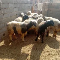 میش آبستن|حیوانات مزرعه|خمینی‌شهر, |دیوار