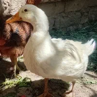 اردک