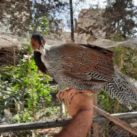 پرنده امریکایی و طاووس زینتی بلژیکی|پرنده|تهران, صادقیه|دیوار