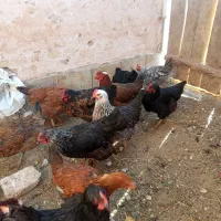 ۳۰عددمرغ وخروس