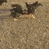 دو عدد مرغ تخم گذار لااری و سه عدد هم جوجه نه ماه