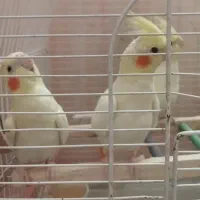 عروس هلندی لوتینو - جفت|پرنده|سبزوار, گلشن|دیوار