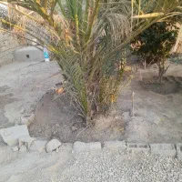 دمیت حاج باقری اصل