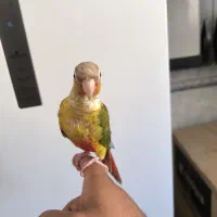 گرینچیک دستی