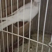 عروس هلندی آلبینو|پرنده|گرگان, |دیوار